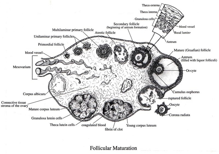 Внутреннее строение яичника. Строение яичника Строма. Яичники расположение. Клетки яичника.