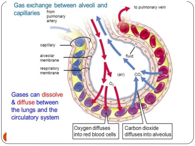 10 important points on Breathing and Exchange of gases