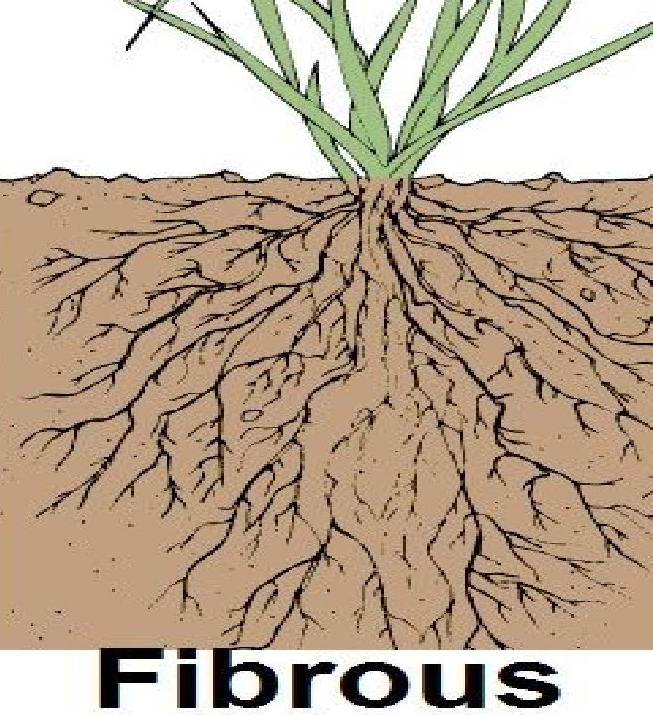 List 90+ Pictures Fibrous Root Plants Images Superb