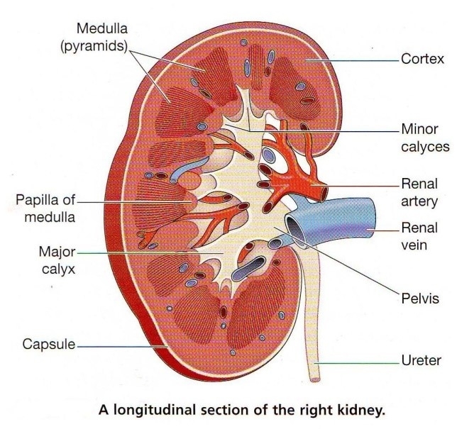 6 important points to keep in mind while studying: Excretory Products ...