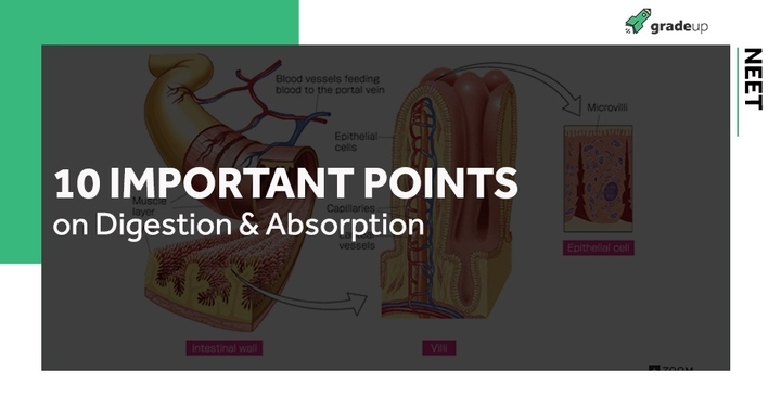 10 important points to remember while studying Digestion & Absorption