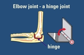 Answer the following: a. What is a ball and socket joint? b. Which of