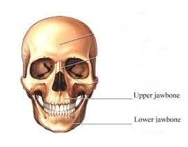 Answer the following: a. What is a ball and socket joint? b. Which of ...