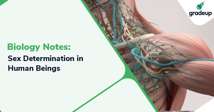 Biology Notes On Sex Determination In Human Beings For Ssc Exam 2475