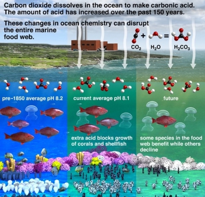 Ocean Acidification Causes And Impacts Ima - vrogue.co