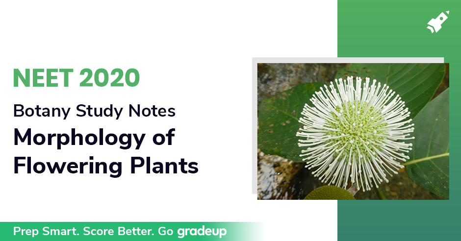 NEET 2020 Study Notes: Morphology Of Flowering Plants Notes (Part B ...