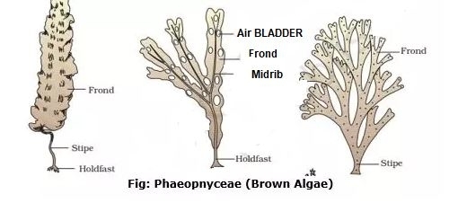 Красные водоросли клетки. Хондрус цикл жизни. Строение таллома диктиоты. Rhodophyceae перевод.