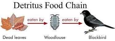 Detritus food chains