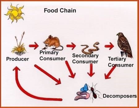Grazing Food Chains
