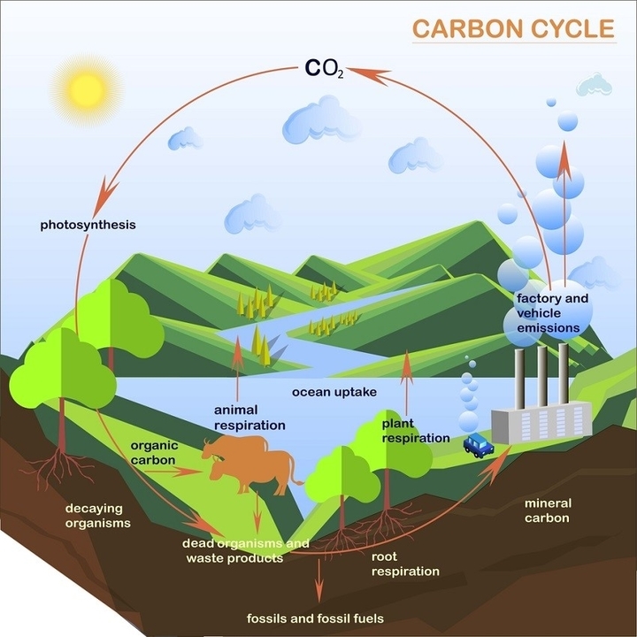 Carbon Cycle notes in Hindi & English