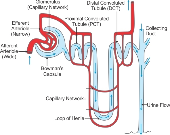 Describe the structure and functioning of nephrons.