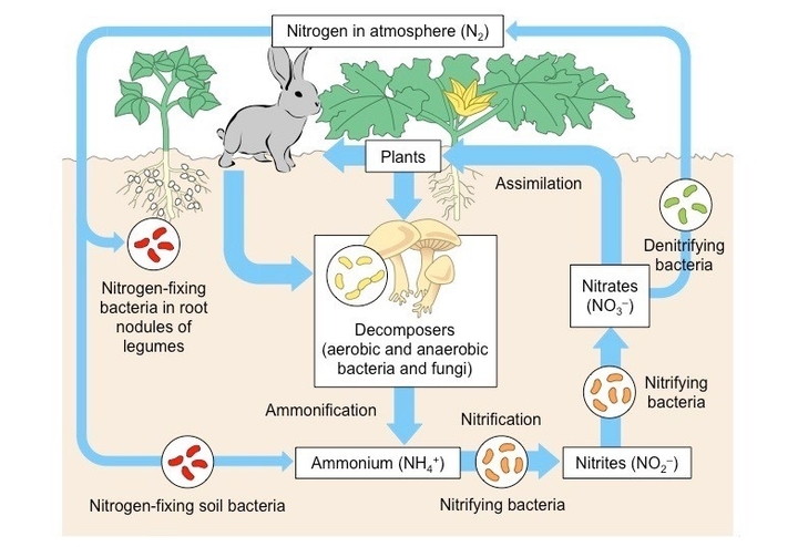 The Nitrogen Cycle Notes in Hindi & English