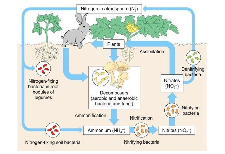 the-nitrogen-cycle-notes-in-hindi-english