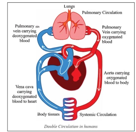 Single And double Circulatory System 