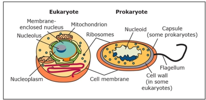 Prokaryotic Cells Definition Structure Characteristics Examples