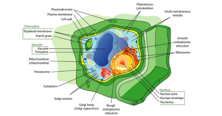 Difference between Plant Cell and Animal Cell