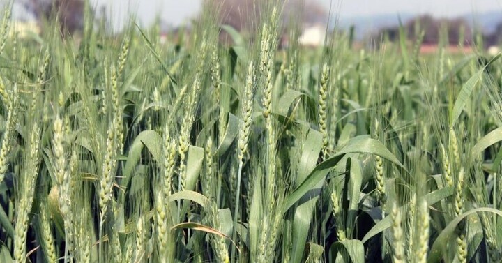Types of Crops | Difference between Rabi and Kharif Crops