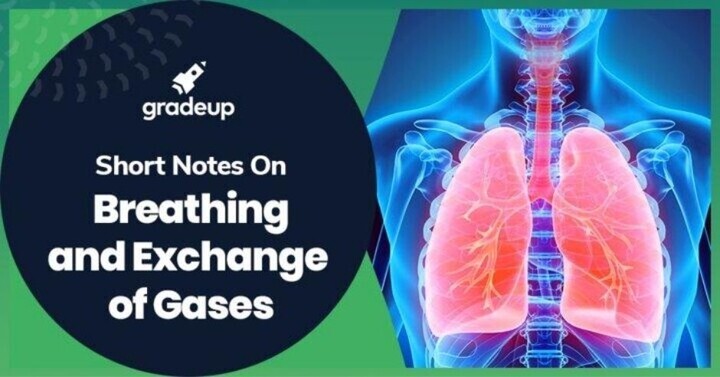 Breathing and Exchange of Gases Notes for NEET, Download PDF