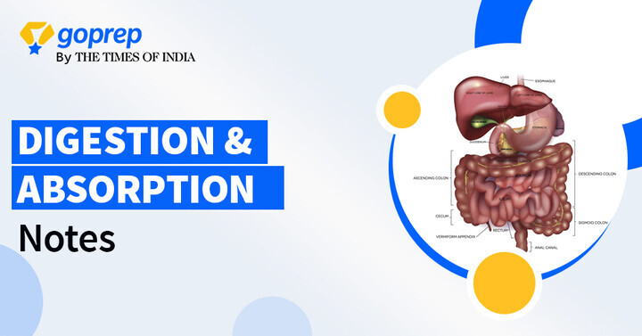 Digestion and Absorption Notes for NEET (Part I), Download PDF!