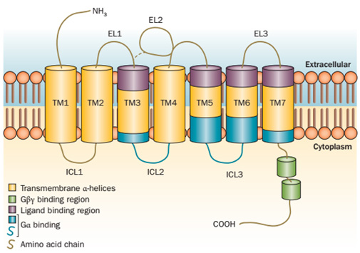 GPCR Full Form: G-protein Coupled Receptors Definition, Structure and Types of GRCR