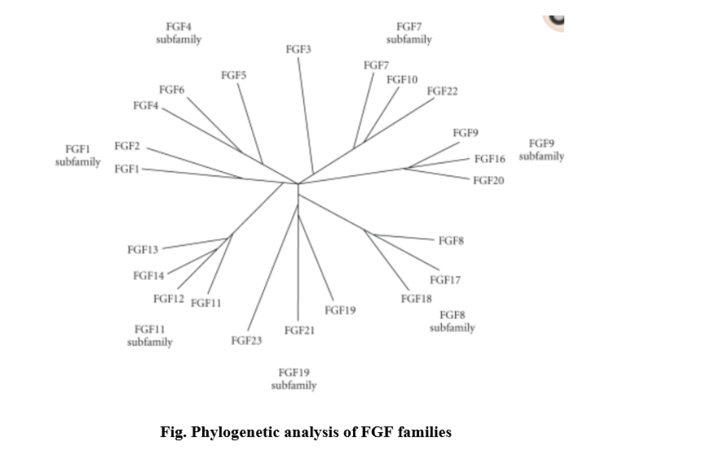 FGF Full Form: Types, Functions and Pathway, Download PDF