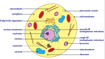 Animal-cell