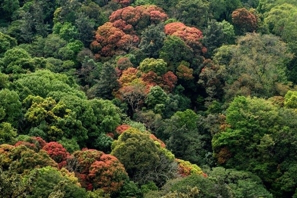 Types of Forests in Kerala (കേരളത്തിലെ സ്വാഭാവിക വനങ്ങൾ)