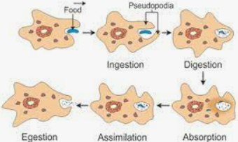 process of nutrition in amoeba