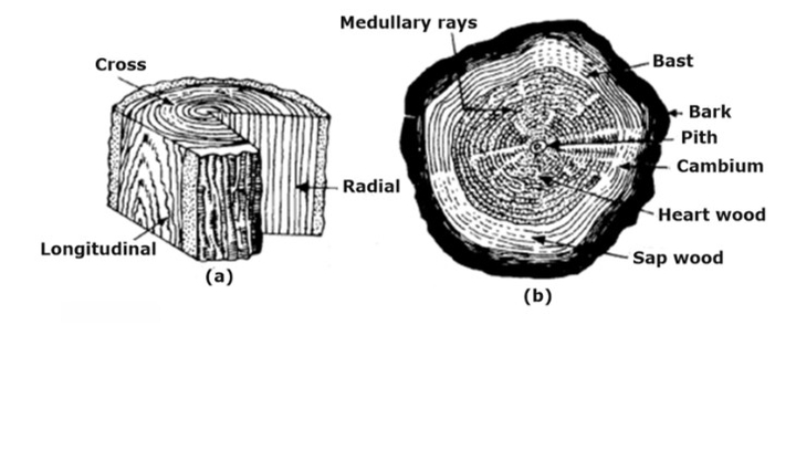 Structure of Timber