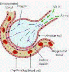 What are the structure and function of alveoli?