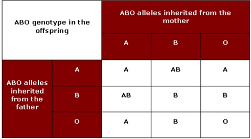 ABO Full Form: In Medical, Blood Grouping System, ABO Test, Incompatibility