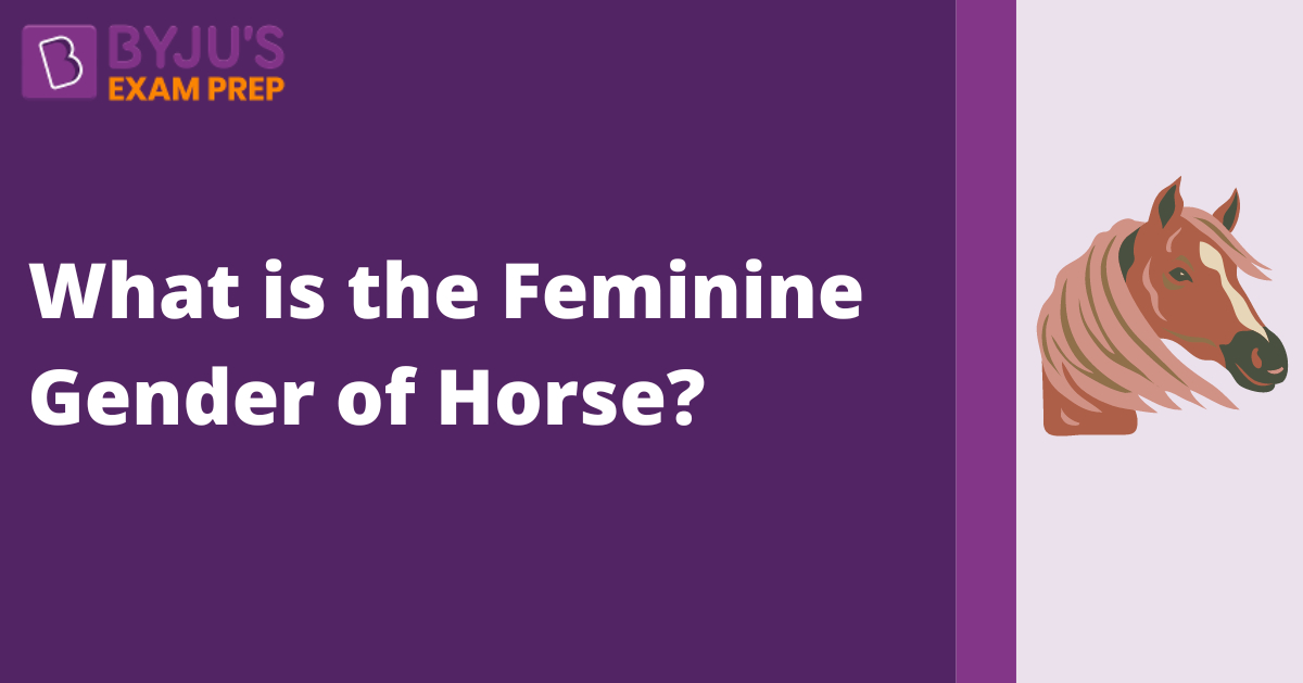 what-is-the-feminine-gender-of-horse-answer-here