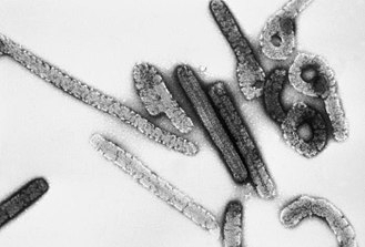 मारबर्ग व्हायरस: चिन्हे, लक्षणे, कारणे आणि उपचार, Marburg Virus – Download PDF Notes