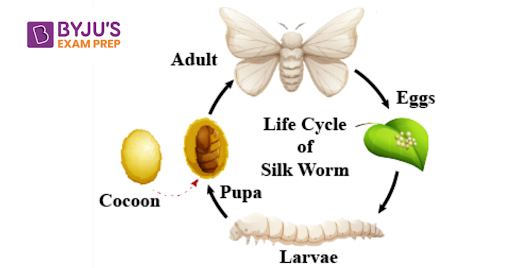 Butterfly life cycle diagram Cut Out Stock Images & Pictures - Alamy