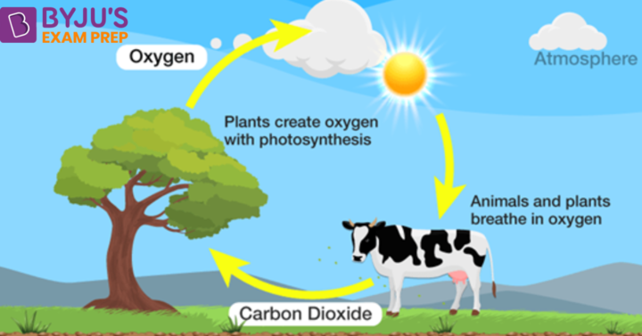 Oxygen Cycle Diagram