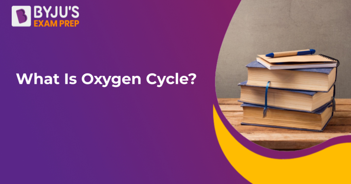 what-is-oxygen-cycle-demonstrate-with-diagram